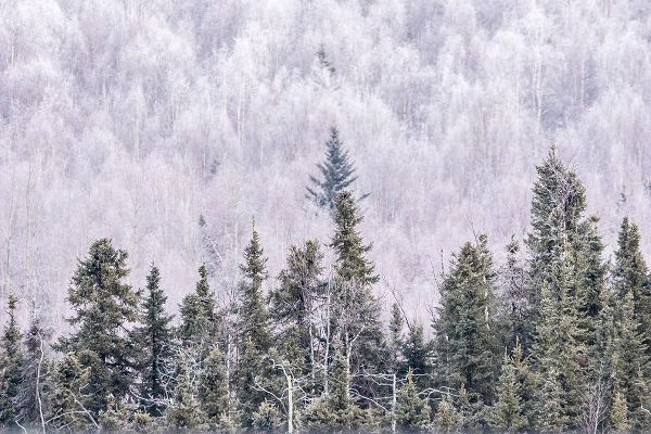 Alaska-Fairbanks Frosty forest landscape